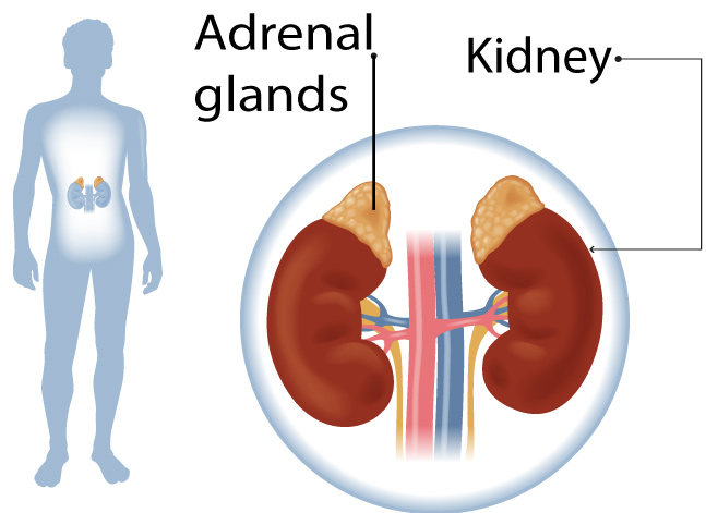 On the left is a pale grey silhouette of a human with a white background over the torso and the kidney position shown in grey halfway down. On the right is a close up diagram of the kidneys in more accurate brown and red shades, with the adrenal glands labelled at the top and the main kidney shape labelled on the right.