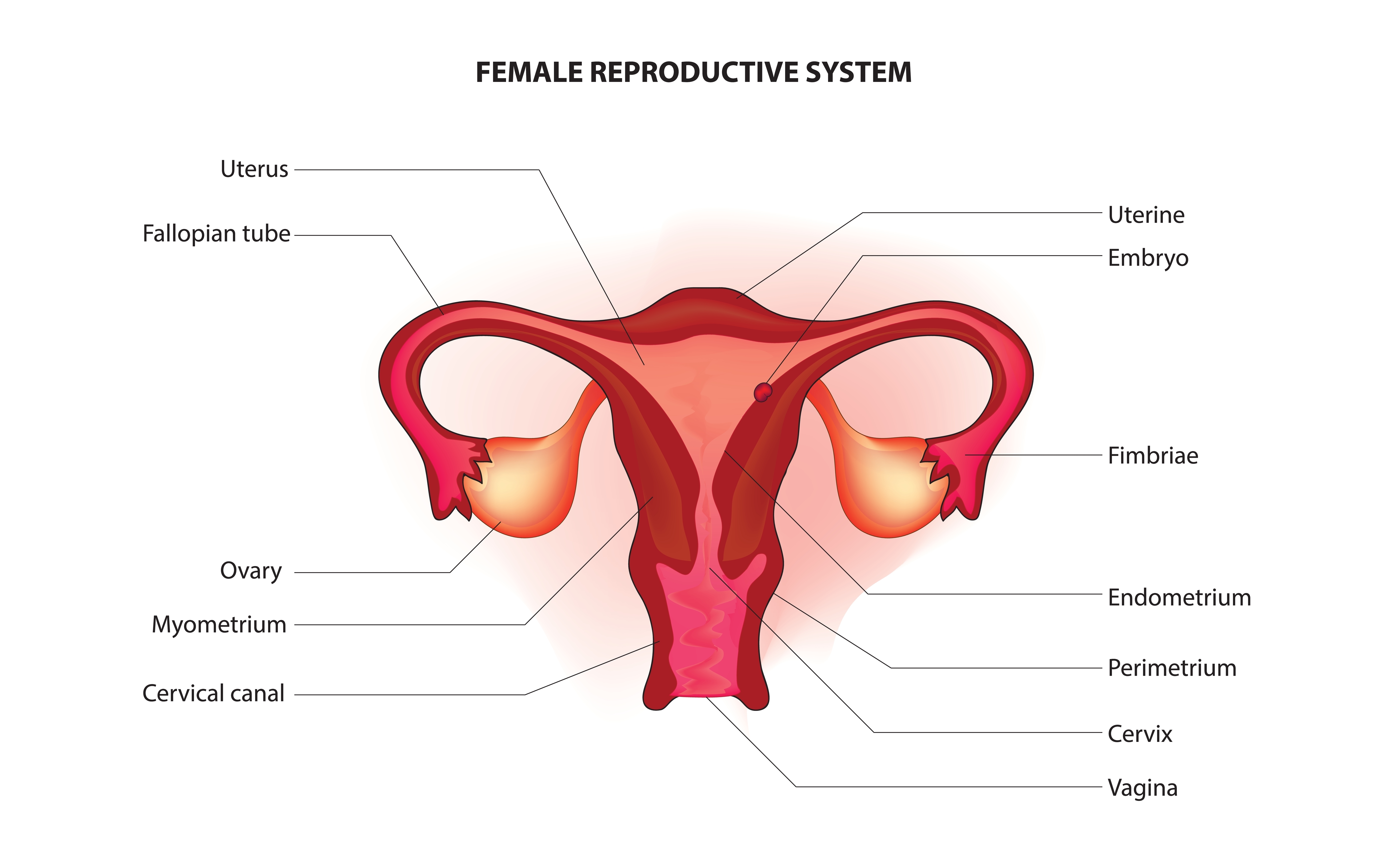 Diagram of female reproductive system