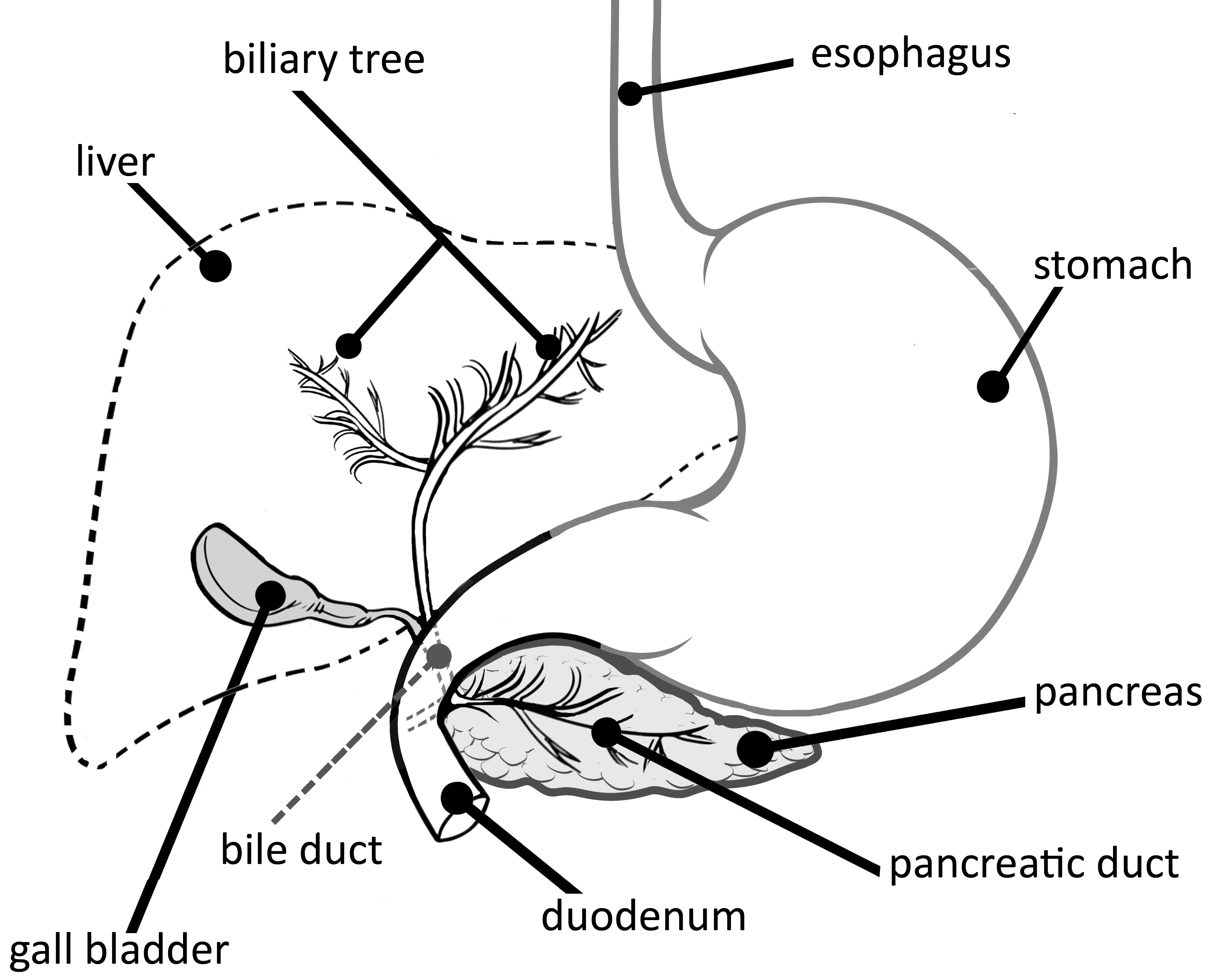 A black and white diagram showing the pancreas in relation to the stomach, gall bladder, and liver