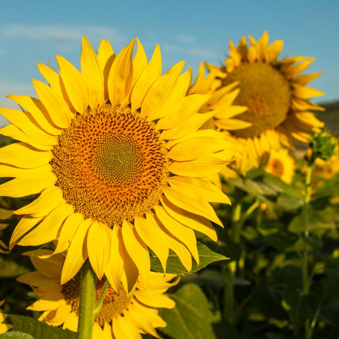 Patient experience page sunflowers hidden disabilities